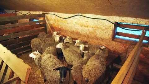 Sheep on a farm indoors Video stock 224770718