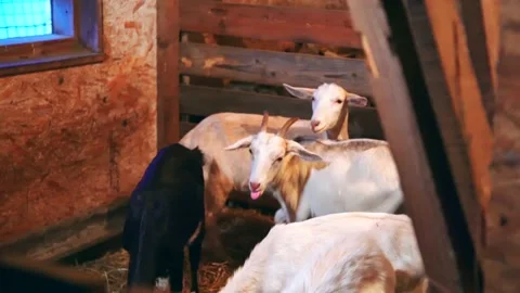 Sheep on a farm indoors Stock Footage 224770856