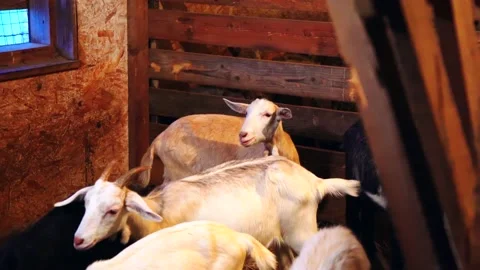 Sheep on a farm indoors Stock Footage 224770905