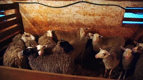 Sheep on a farm indoors Stock Footage 224770949