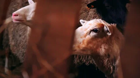 Sheep on a farm indoors Stock Footage 224771121