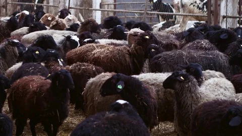 Sheep on farm with lamb looking at the camera Video stock 70749375