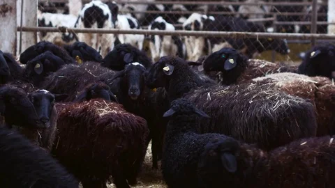 Sheep on farm with lamb looking at the camera Stock Footage 70749380