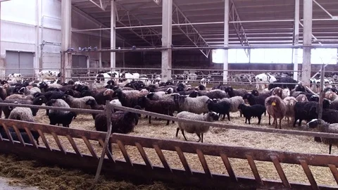 Sheep on farm with lamb looking at the camera Stock Footage 70749432