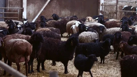 Sheep on farm with lamb looking at the camera Stock Footage 70749433