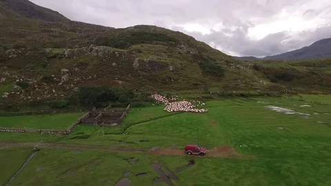 Sheep Farm, Lost Valley, Louisburgh, Co Mayo, Ireland Stock Footage