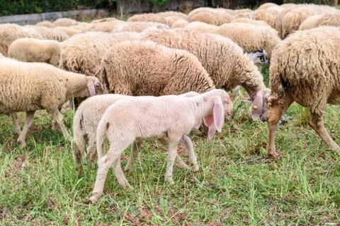 Sheep farm in the mountain. Stock Photos