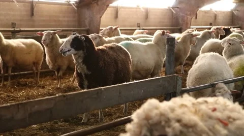 Sheep farm in The Netherlands Stock-Footage 46213643