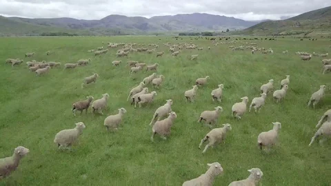 Sheep Farm in New Zealand 4K Stock Footage