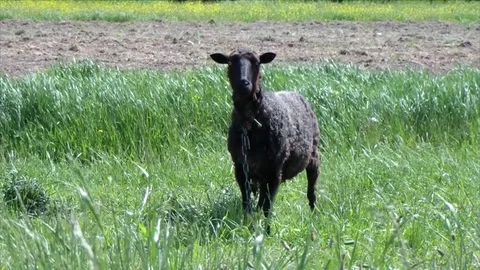 Sheep farm outdoor Stock Footage 76652817