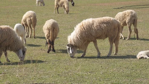 The Sheep on a farm outdoor Video stock 121489417