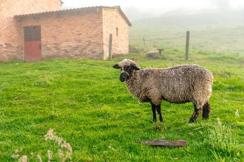 Sheep on the farm in the paddock Stock-Fotos