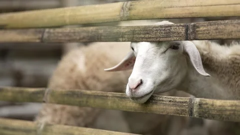Sheep on the farm in the pen Stock Footage 263698156