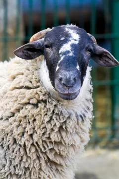 Sheep farm Fotos de archivo