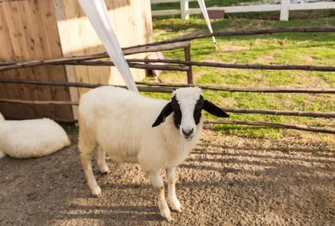 Sheep  in the farm Stock Photos