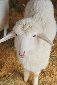 A sheep in farm Stock Photos
