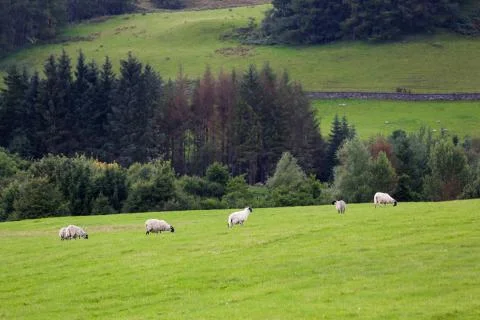 Sheep in the farm Stock-Fotos