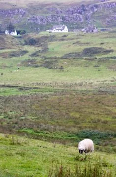 Sheep in the farm Stock-Fotos