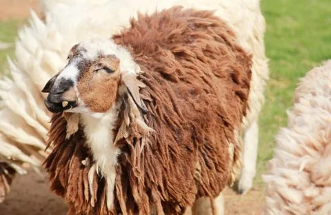 Sheep in farm. Stock Photos
