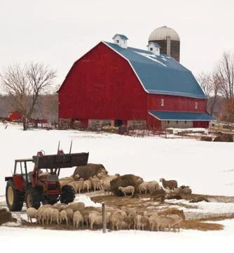 Sheep farm Stock Photos