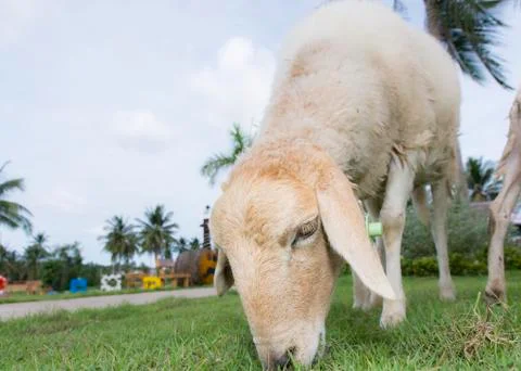 Sheep farm Stock Photos