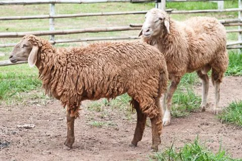 Sheep in farm Stock Photos