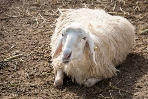 Sheep at farm Фото