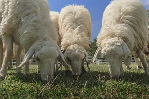 Sheep farm Stock Photos