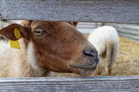 Sheep on the farm Stock Photos