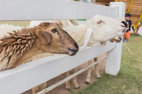 Sheep in farm Foto stock