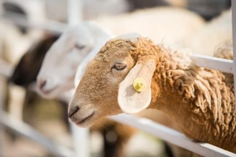 Sheep in the farm Foto stock