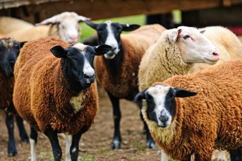 Sheep on a farm Stock Photos