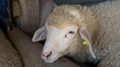 Sheep in farm Stock Photos