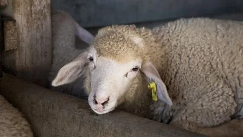 Sheep in farm Foto stock