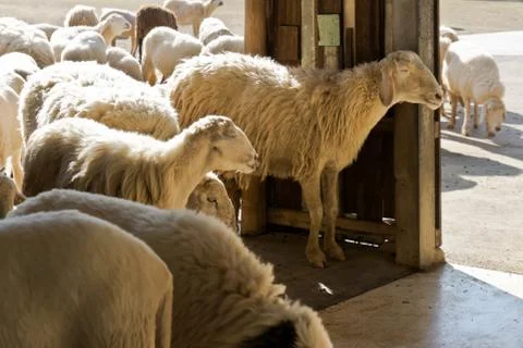 Sheep at a farm Foto stock