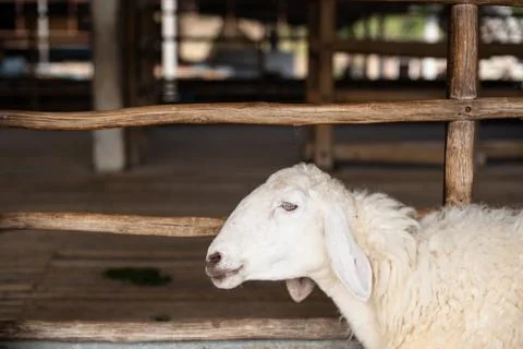 Sheep in the farm Stock Photos