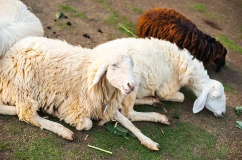 Sheep in the farm Stock Photos