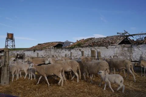 Sheep farm Stock Photos