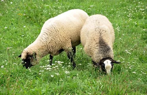 Sheep on the farm Stock Photos