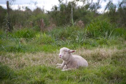 Sheep farm Stock Photos