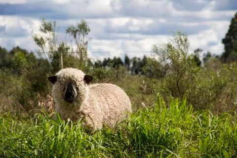 Sheep farm Stock Photos