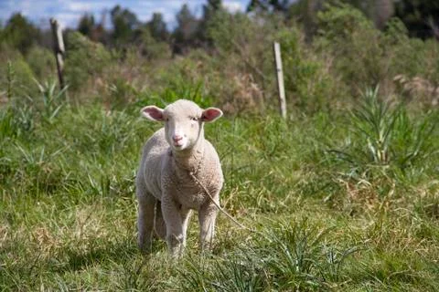 Sheep farm Stock Photos