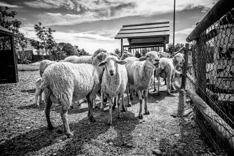 Sheep on a farm Stock Photos