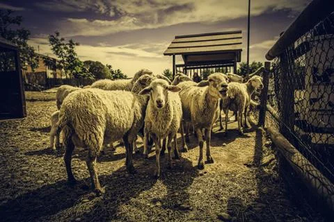 Sheep on a farm Stock Photos