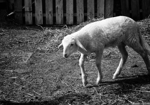 Sheep in farm Stock Photos