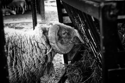 Sheep in farm Stock Photos