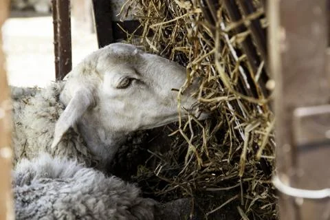 Sheep in farm Stock Photos