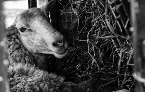 Sheep in farm Stock Photos