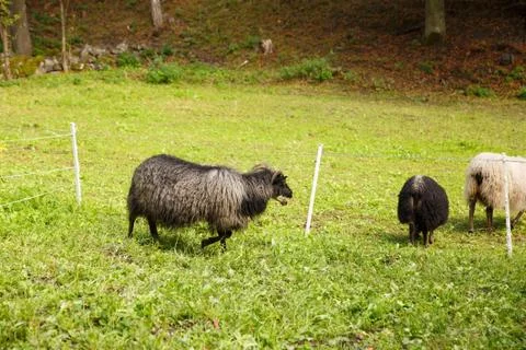 Sheep farm Stock Photos