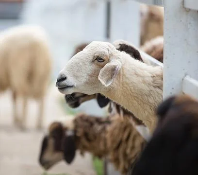 Sheep in the farm. Stock Photos